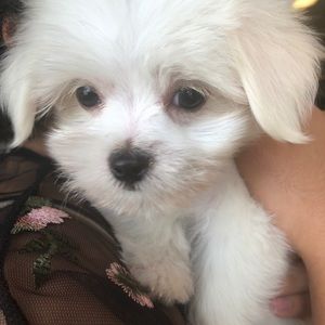 Meet your Posher, Maggie